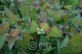 每日一草：杠板归图片