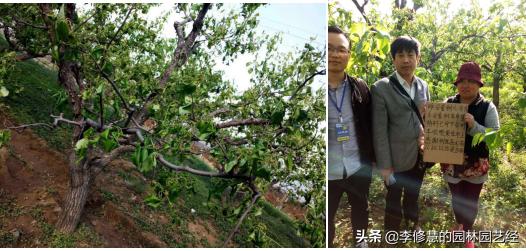 浣犵煡閬撶閽犺悩涔欓吀鍦ㄦ灉鏍戜笂鏈夊暐浣滅敤鍚楋紵
