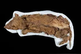 北极发现5.7万年前尸体，科学家担心有更危险东西，人类要警惕图片