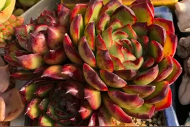 多肉在什么情况下需要浸盆？怎样浸盆才是正确的操作方式？图片