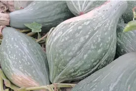 种的南瓜长不大？掌握种植技巧，南瓜摘不完，农户快来看看吧图片