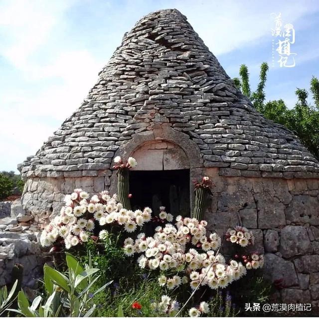 如果你有一片院子，你要把它打造成怎样的沙漠王国？