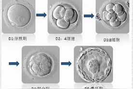 4AA，才知道你是这样的囊胚图片