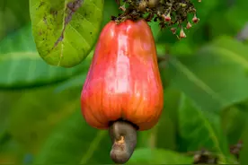 不按套路出牌，种子被逼出体外，是谁把腰果赶出了“被窝”？图片