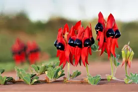 生长在沙漠里的“小红人”，经历的磨难越大，它绽放得越艳丽图片