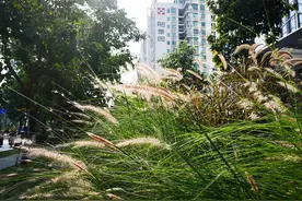 放飞自我的宁静午后，沐浴阳光、享受凉风感受自然让自己从心快乐图片