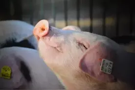 关于猪的10个冷知识图片