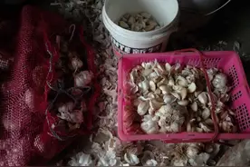 大蒜直接种，难怪出苗少，播前做好2点，出苗又快又齐图片