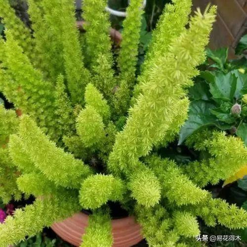 武竹又叫狐尾天门冬，观花观叶观果，和文竹观赏价值不相上下