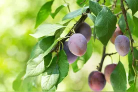 李子有点酸放放会好点吗 没熟的酸李子能吃吗图片