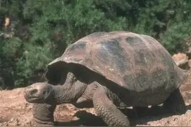 揭秘：乌龟为什么长寿？好多地方人类都应该借鉴图片