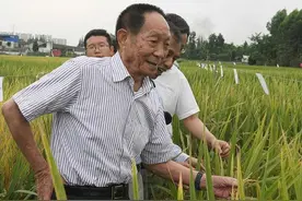别再拿没有院士头衔说事了！袁隆平屠呦呦再获国家级荣誉图片