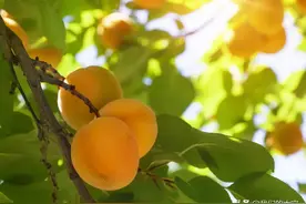 你看这个杏儿，它又大又黄，想不想来一颗？『明月几时有之夏日食话』图片