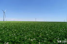 薯光暗淡，为什么2020土豆依然这样难卖？图片