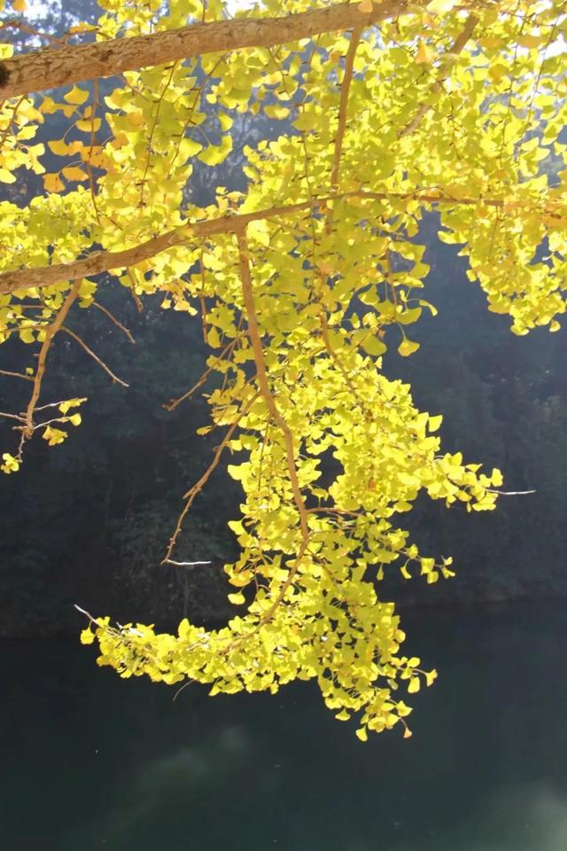 秋风吻尽银杏叶，艳遇醉美帽子峰