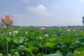 对见不得你好的人，最好的办法图片