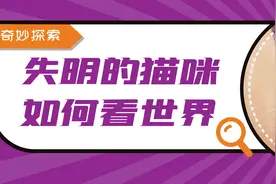 失明的猫咪听力真的更好吗？如何照顾小盲猫？图片