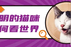 失明的猫咪听力真的更好吗？如何照顾小盲猫？图片