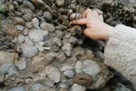 开车经过一段山路，路边的山崖上开满金黄色的野菊花，下车赏花吧图片