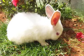 兔子吃草莓，染上了红嘴唇，网友：来人啊，有兔吐血了