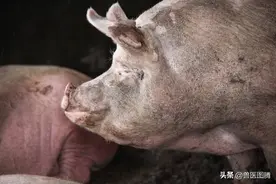 母猪配种有窍门，很多养猪人不知道，你学会了吗？图片