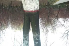 山东聊城，酷树犹如美女的大长腿，连拍照者都称奇图片