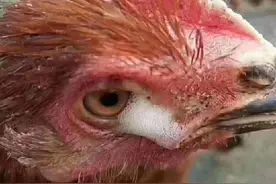 山东淄博一散养蛋鸡，大群眼肿，流泪，有泡沫详细病理分析图片