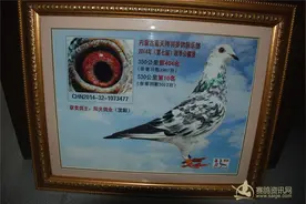 鸽王专业户——沈阳阳光鸽业孟光图片