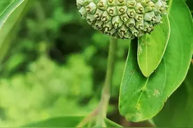 农村俗称“鸡嗉子果”的植物，果实酷似荔枝，是珍贵的中药材图片
