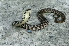 因为模仿眼镜蛇，还特别嚣张，所以经常被打死——大眼斜鳞蛇图片