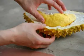 同样是水果，为什么榴莲那么贵？看了采摘后，网友：扔不好就爆头图片