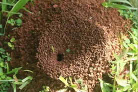 花盆发现蚂蚁窝？无动于衷不可取，蚂蚁有2大危害图片