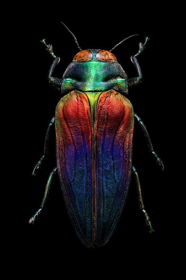 盘点20个拥有“超级感知”的奇妙动物