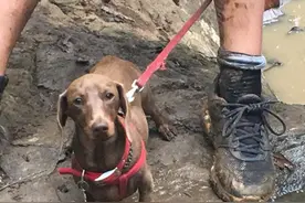 腊肠犬从小随主人海上航行，却因疫情被困农场4个月，从不跟牛玩图片