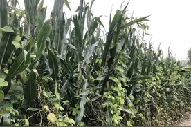 用做腾讯会议或其他会议软件虚拟背景的风景照图片