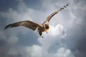 展翅飞天一苍鹰图片