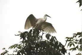鸟鸣啁啾中 天天唱水城 220多种鸟类与聊城人天天相伴图片