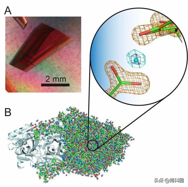 太好了，利用中子晶体学：揭示了氧化酶蛋白的高分辨率结构细节