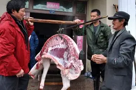 农民养年猪可以，但私下卖肉会被罚款？8月新条例，农村人要读懂图片