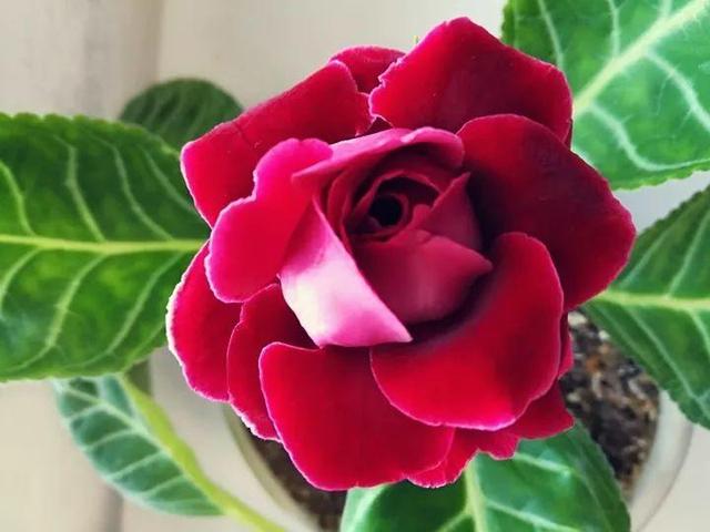 贝拉小蜜蜂草本身体乳