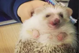 为何农村老人常说刺猬不能杀？网友们警醒：杀了后果很严重图片