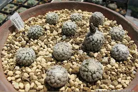 园艺玩家的植物阳台，冬天也一刻不得闲图片