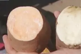不同红薯巧挑选，白瓤红薯，这样的红薯吃起来有什么不同？视频封面