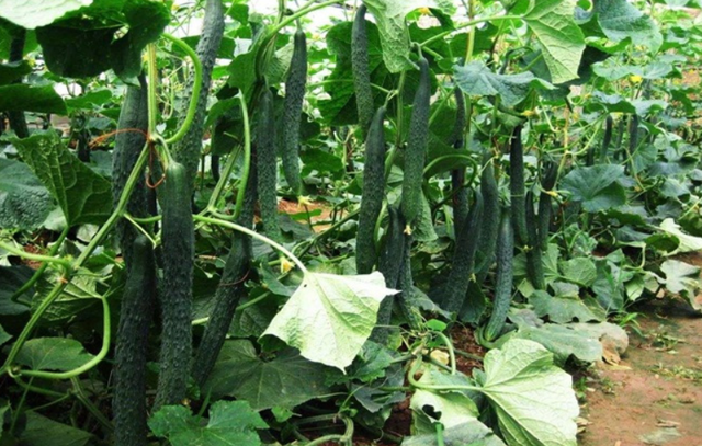 黄瓜什么时候种（黄瓜种植技术详解）