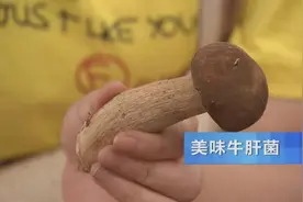 最深得人心的食用菌，非云南“四大菌王”之一的牛肝菌莫属图片