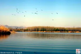 鹤鸣湖吸引众多珍惜水鸟栖息，被称鹤壁后花园图片