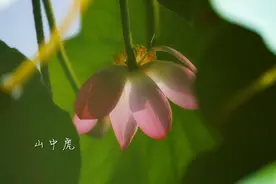 镜花水月-团结湖公园图片