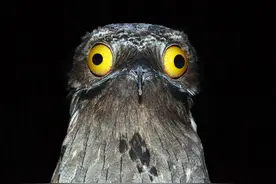 大眼凸出，嘴巴几乎裂到后脑勺，一种鸟如同低配版奥特曼怪兽图片