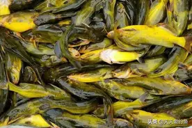 钓了好些年黄颡鱼，发现有四个规律，贪吃只是其中之一图片