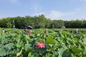 第七届中国荷花品种展在西咸新区沣东新城开幕活动，涵盖观光体验推介等环节图片
